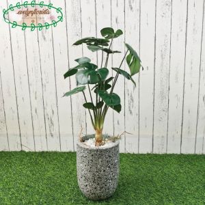 Tanaman Hias Pohon Monstera Akar X12 Latex Artificial Pot Terracota Silinder Bulat Abu Hiasan Rumah Cafe Kantor Dekorasi Aesthetic