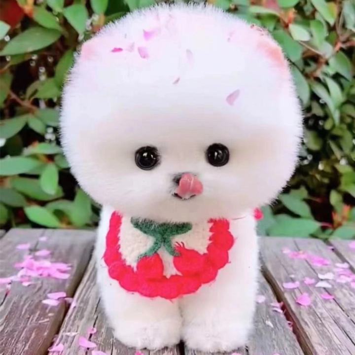 Tea cup dog purebred Bomei puppy Tea cup dog real dog cup dog