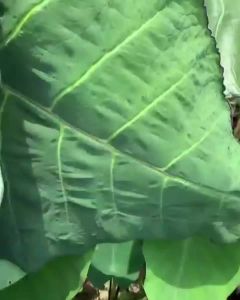 ไอก้านดำ บอนดำสบู่เหล็ก บอนดำ ต้นใหญ่