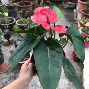 Anthurium Red Indoor Flower Plant with Pot