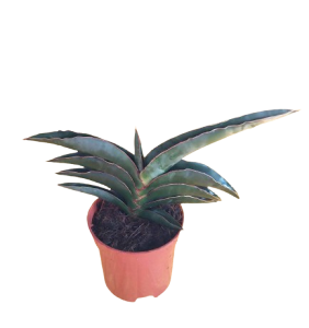 Sansevieria Robusta Plant 4 to 8 inches height (1 Pc) Plus [FREE 1 Pack Cocopeat or Ipa or 1 Pc Philodendron cutting randomly picked by Seller]