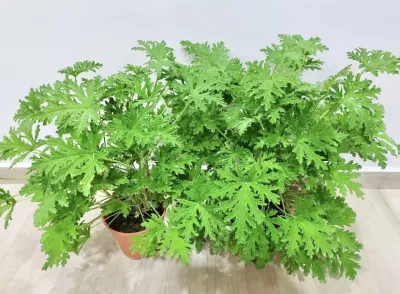 Citronella Live Plant Anti Mosquito Fresh Gardening Indoor Plant Outdoor Plant