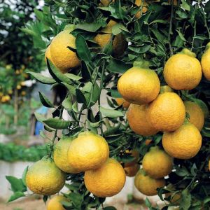 Bibit Tanaman Jeruk Dekopon BELI 1 GRATIS 1 Bibit Jambu Kristal Sedling