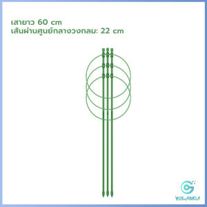 Yolanda โครงเถาวัลย์ เสามะเขือเทศ โครงปลูก อุปกรณ์สำหรับพืชไม้เลื้อย 45cm 60cm plant trellis