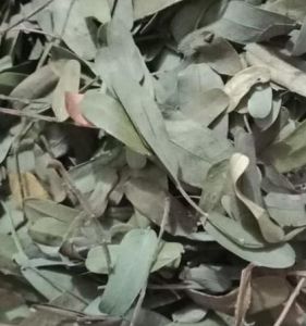 JAMU DAUN ASAM JAWA KERING/ (TAMARINDUS INDICA) 1KG