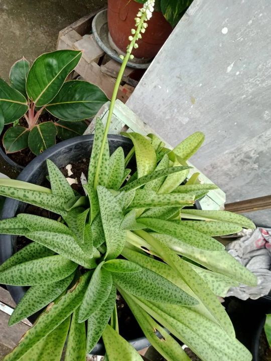 Forever Rich or Silver Squill (LEDEBOURIA SOCIALS) Plants-Indoor Outdoor  Plant-Real Plant-Live Plant | Lazada PH