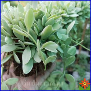 ต้นเดฟด่าง พร้อมลวดแขวน ต้นเดฟ ต้นเดป ใบด่าง Dischidia