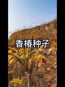 Fast-growing red oil Chinese toon suitable for growing on balconies all year round as a vegetable