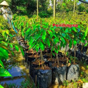 Bibit Durian Duri Hitam Kaki 3 Super Okulasi