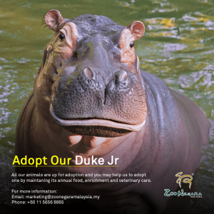 Zoo Negara - Adopt our Duke Jr