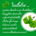 Ginkgo Biloba Extract ใบแปะก๊วย สกัด จิงโกะ สูตรเข้มข้น อาหารเสริม 30 แคปซูล ของแท้100%. 