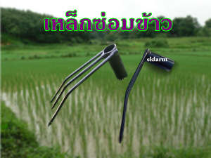 ใหม่ รสชาติ ไม้ย้าย ซ่อมแซม หลังสะดวกรวด 6 หุน ในนาแทนปักดำ