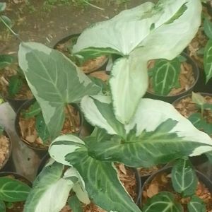 Tanaman hias hidup murah singonium three king