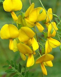 เมล็ดพันธุ์โสน 100 เมล็ด โสน โสนเล็ก โสนทานดอก โสนเพาะเห็ดตับเต่า