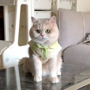 Anjing Polo Shirt Cat Lapel t-Shirt nipis penyejukan pakaian Puppy binatang