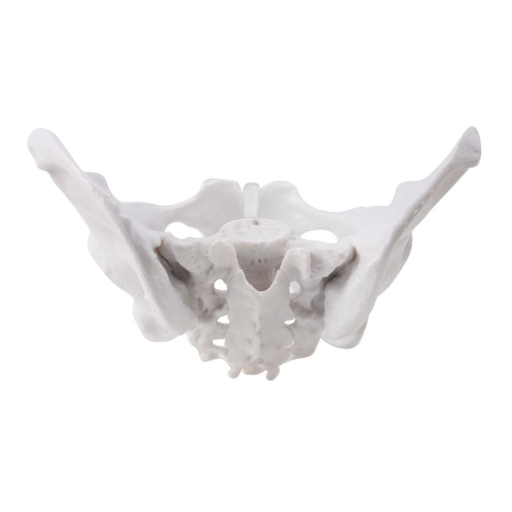 (NSOJ) Female Pelvis Human Skeleton Model Specimen Hip Skeleton Anatomy