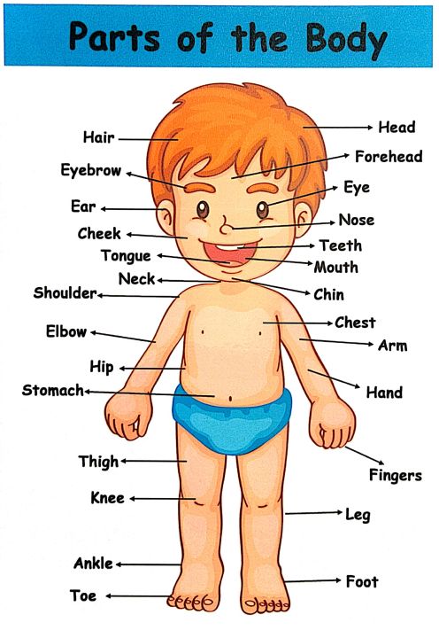 Educational Laminated Chart for Kids | PARTS OF THE BODY | Lazada PH