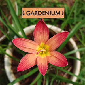 Umbi Bunga Rain Lily Chinda - Rainlily Zephyranthes Hybrid