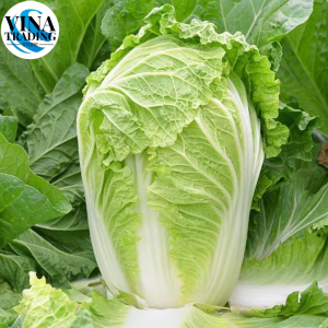 CHINESE CABBAGE / PECHAY BAGUIO SEEDS (200 seeds)