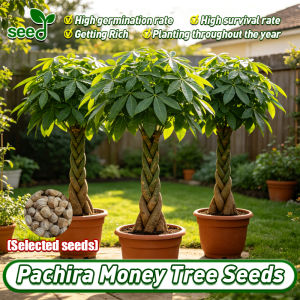 [Selected Seeds] 100% Authentic Pachira Tree Seeds for Planting Dwarf Money Tree Plant Seeds for Sale Lucky Tree Seed Evergreen Ornamental Pachira Aquatica Tree Seed Easy To Grow Bonsai Tree Live Plants Potted Indoor Plant Air Plant Home Garden Decoration