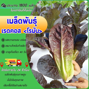 2000เมล็ดเมล็ดพันธุ์  red cos เมล็ดผักกาดหอม เมล็ดผักสวนครัว เมล็ดผักสลัด ปลูกง่าย โตไว