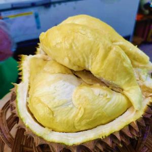 Bibit Durian Montong Okulasi Super Bisa Tanam di Pot
