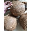 Quả dừa già khô cùi dày, nhiều nước, mỏng vỏ quả to ngon. 