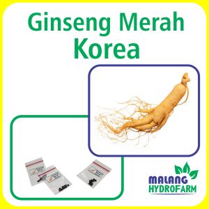 Benih Ginseng Merah Korea Unggul Berkualitas biji bibit repack Phytolacca americana jamu obat herbal hydroponik hidroponik sayur sayuran gingseng tanaman pot