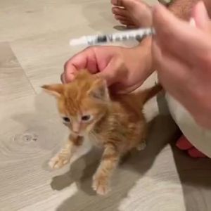 Ubat Cacing Kucing Oral Suspension Foula Khas Kucing Parasit Cacing Cat Dewoer