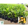 VÚ SỮA HOANG KIM cây giống nông nghiệp nhập khẩu giống cây trồng mới. 