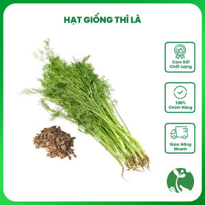 Hạt giống rau Thì Là Gói 5gr (Trồng quanh năm)