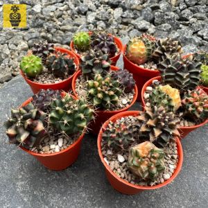 Gymnocalycium Variegated / Colorful Gymnocalycium / Cactus Succulents / Cactus Gift