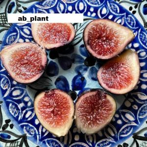 Bibit Buah Tin Valley Negra Super Hasil Cangkok