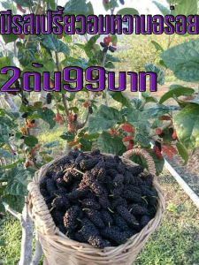 2ต้น มัลเบอรี่ ดำออสตุรกี ผลใหญ่ที่สุด อร่อย ออกผลแทบทั้งปี มีรสเปรี้ยวอมหวานอร่อย มีสินค้าพร้องจัดส่ง