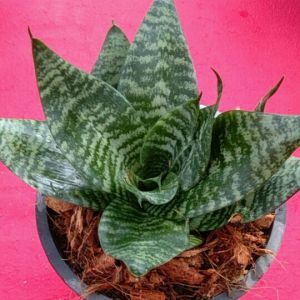 ต้นลิ้นมังกรเขียวแคระ (ชุดละ5ต้น) สามารถปักชำใบได้สุดคุ้ม