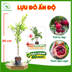 Cây Giống Lựu Đỏ Ấn Độ - Trái To Ngọt Đậm - Dễ Trồng - Cây Trồng Chậu - Vân Anh | Cây cao 80 cm trái to ngọt đậm dễ trồng phù hợp trồng chậu.
