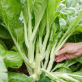 เมล็ดพันธุ์ กวางตุ้งดอก Green Choy Sum Seed Chinese Flowering Cabbage Organic Vegetable Seeds for Planting เมล็ดพันธุ์ผักกาดกวางตุ้ง ดอกช่อขจร เมล็ดพันธุ์แท้ OP เมล็ดพันธุ์ผัก ผักสวนครัว ผักออร์แกนิก พันธุ์ผัก เมล็ดผัก ปลูกได้ตลอดปี (600 เมล็ด/ซอง). 
