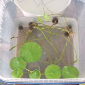 Small lotus seeds. Small bowl lotus seeds