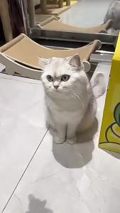 2-In-1 ProfessionalNail Clipper For Cats & Dogs - Adjustable Safety Hole Trimmer Easy Grip Puppy Kitten Claw Cutter For Safe & Painless Home Grooming