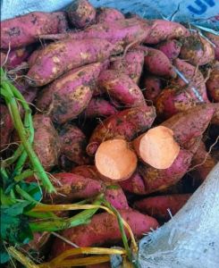 1kg Ubi Orange Mentah / Ubi jalar varian orange / Boled warna orange