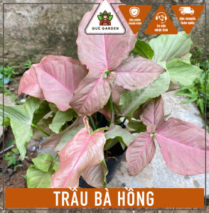 Cây Trầu Bà Hồng - Tổng thể tầm 20-30 cm - Xum xuê!