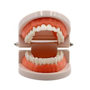 Phantom Gigi Model gigi patung gigi dental study model
