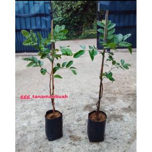 Bibit Kelengkeng Matalada 1 Meter Hasil Okulasi