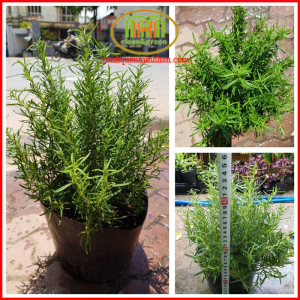 Cây hương thảo siêu to khổng lồ đuổi muỗi mùi rất thơm giúp tinh thần thoải mái giải tỏa stress chống buồn ngủ tạo hưng phấn