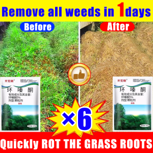 Remove all weeds in 3 days racun rumput paling kuat cepat mati 500g buy1free1 racun rumput paling kuat murah No need to add water racun rumput sambau Can kill all grasses bamboos and trees 除草剂