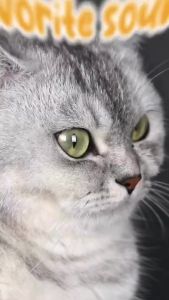 sup Freeze Dried Cat Food  Kitten Salmon Tuna High Protein Healthy Skin Cat Dry Food 1kg