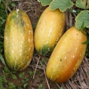 30 เมล็ด แตงไทยขาว แตงไทย เมล็ดแตงไทย เมล็ดพันธุ์แตงไทย