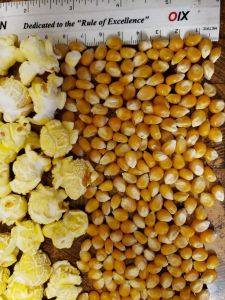 Bắp Hạt Nổ Hình Nấm Đa Năng 1Kg - Gói Tiện Lợi Cho Bếp Nhà