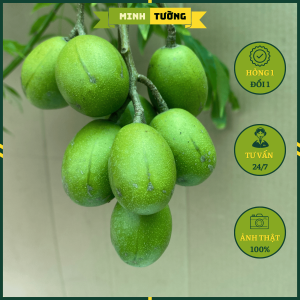 Cây Cóc Thái Dòng Siêu Trái - Cây Ăn Quả