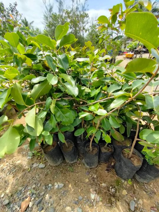 Guapple Tree GUAPPLE TREE AND GIANT DUHAT TREES(LIVE PLANT) WITH SEEDLING BAG AND ...